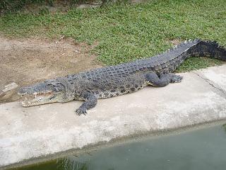 Anaconda hp 070